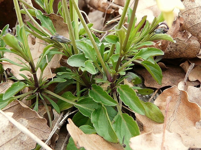 Viola merxmuelleri (=Viola graeca) / Viola greca